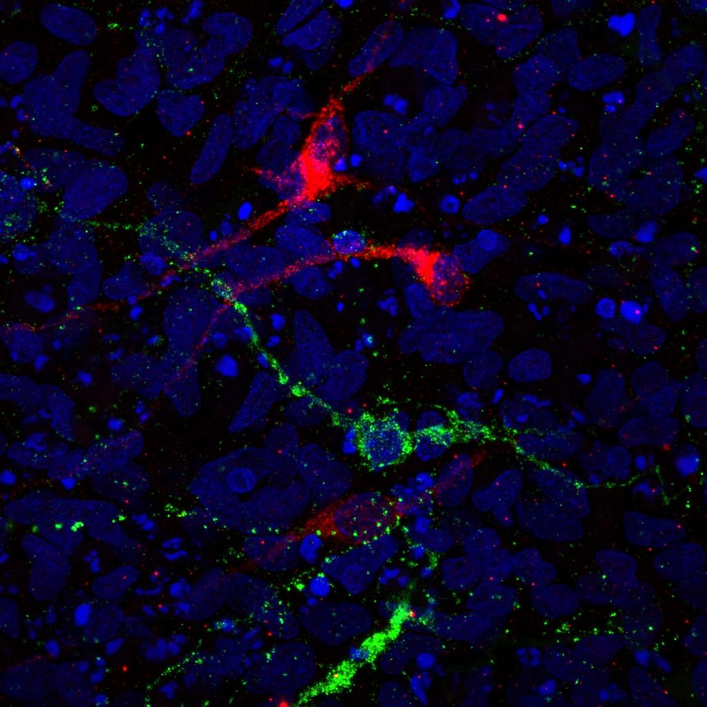 Image courtesy of Dr. Peter Kirwan Rising Star: Cambridge Stem Cell Scientist awarded Young Investigator Award