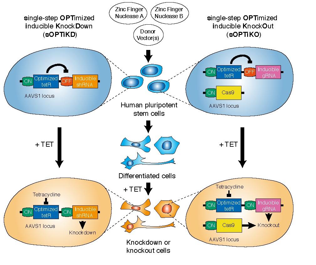 Enhanced CRISPR lets scientists explore all steps of health and disease in every cell type
