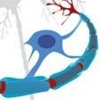 Vitamin D and nerve repair in multiple sclerosis