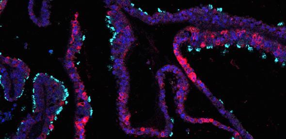 Miniature ‘womb lining’ grown in lab could reveal secrets of menstrual cycle and early pregnancy