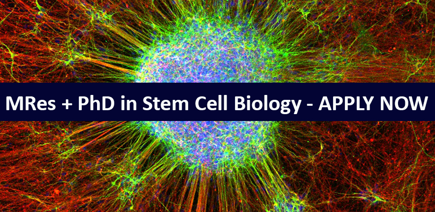 PhD in Stem Cell Biology  - Apply Now