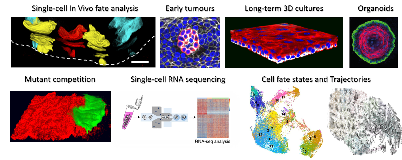 The study of stem cell dynamics by combining fate mapping, live-imaging, and single-cell molecular profiling of in vivo and 3D in vitro epithelial systems with the aim to improve regeneration, prevent cancer formation and ageing.