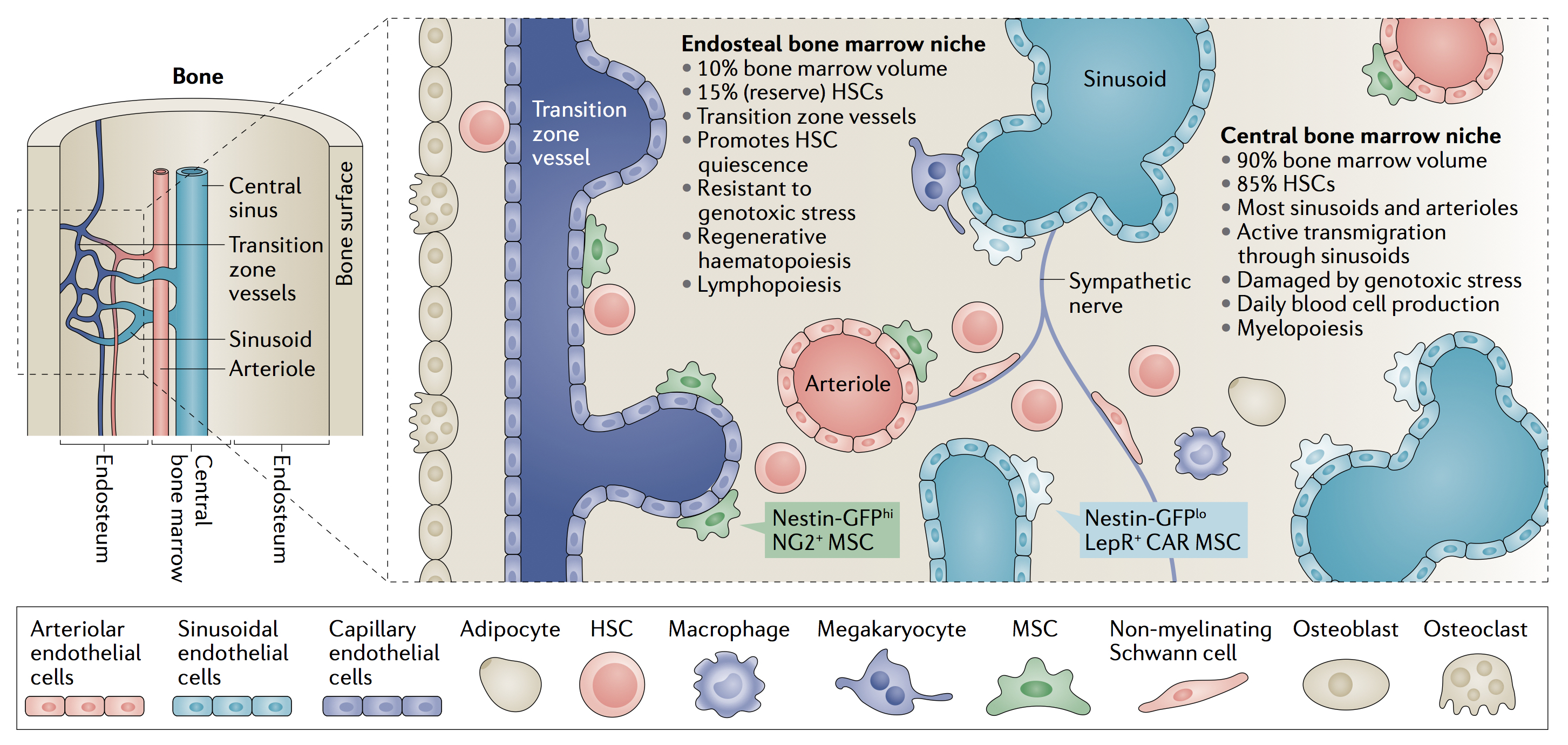 Diagram showing main features of anatomically-defined haematopoietic stem cell niches in the mouse bone marrow.