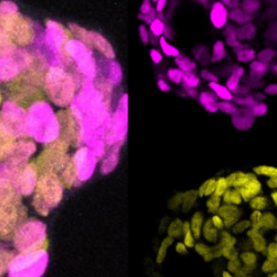 A cell aggregation of human pluripotent stem cells and amniotic ectoderm cells. Credit Shota Nakanoh