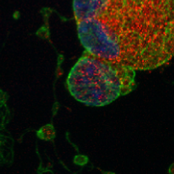 Megakaryocytes produced from human pluripotent stem cells 