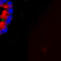 3D organoids and RNA sequencing reveal the crosstalk driving lung cell formation