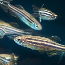 Fish research may hold the key to understanding childhood disease.
