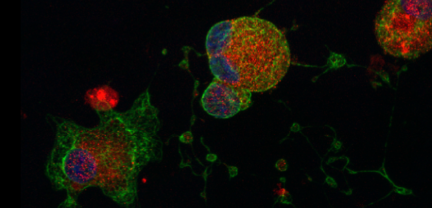 Megakaryocytes produced from human pluripotent stem cells 
