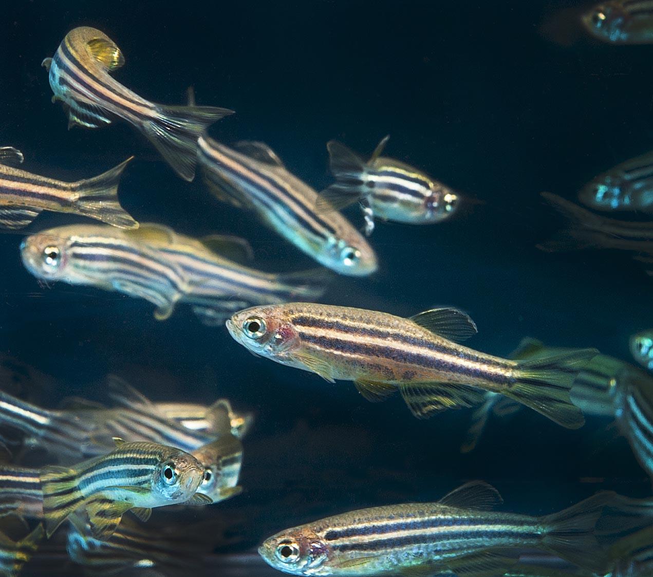 Fish research may hold the key to understanding childhood disease.